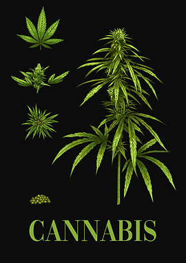 Cannabis Plant THC Weed