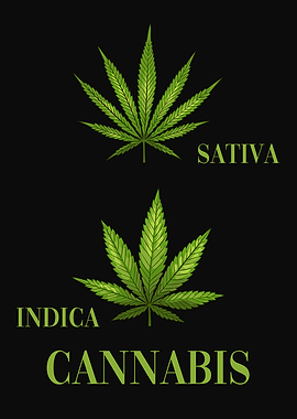 Cannabis Sativa vs Indica