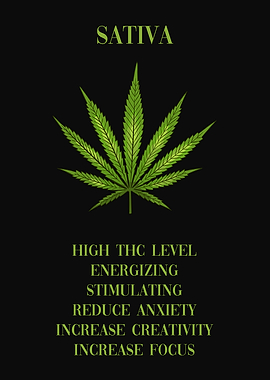 Cannabis Sativa Marijuana