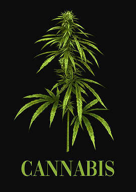 Cannabis Plant Marijuana