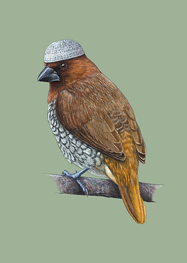Scaly breasted munia