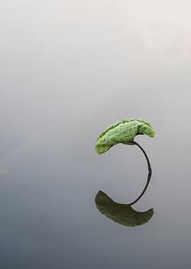 The beautiful lotus leaves