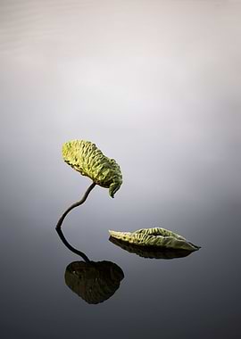 Wonderful lotus leaves