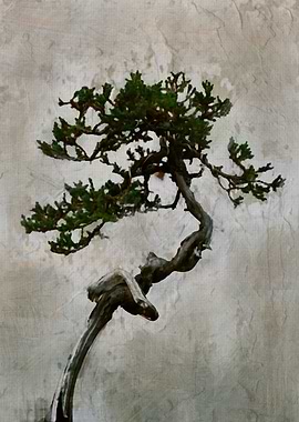 Japanese Bonsai Tree