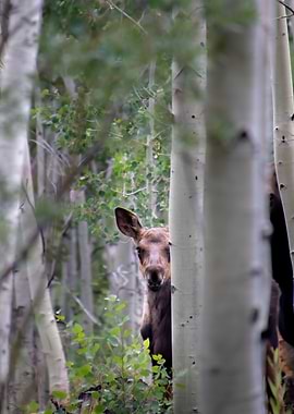 Peek a Boo Moose