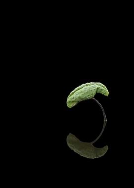 Wonderful lotus leaves