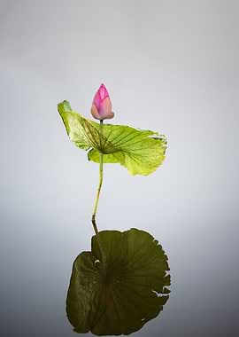 Lotus buds and leaves