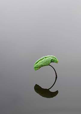 Wonderful lotus leaves