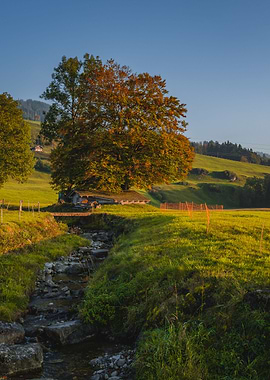 Autumn Tree by the River