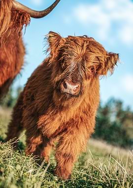 Highland Cattle calf