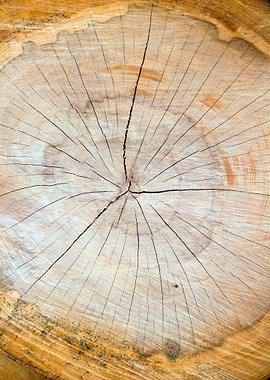 Wooden cut tree pattern