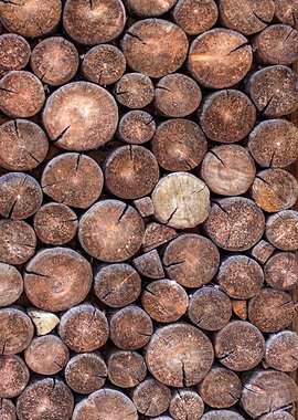 Wooden cut tree trunk