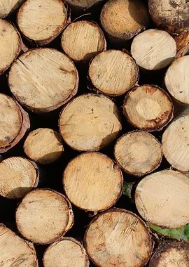 Wooden cut tree trunk