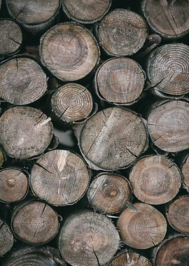 Wooden cut tree trunk