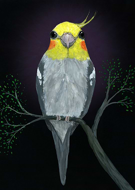 A portrait of a cockatiel