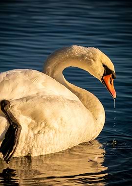 Swan in the sunset