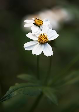 Bidens flower