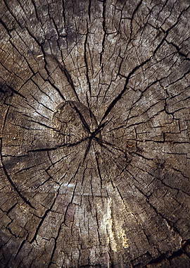 Wooden cut tree trunk