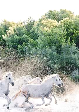 White Horses