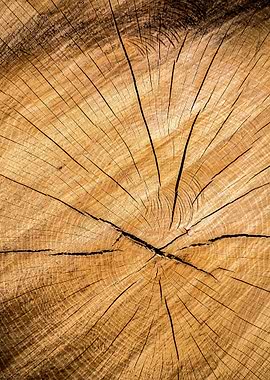 Tree Wooden cut