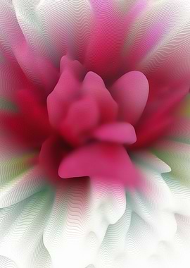 Abstract rose