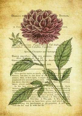 Vintage Flower Poster