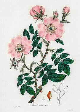 Vintage Flower Nature