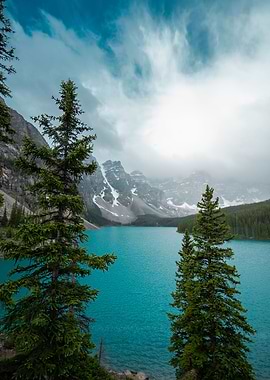 Moraine Lake Trees 2
