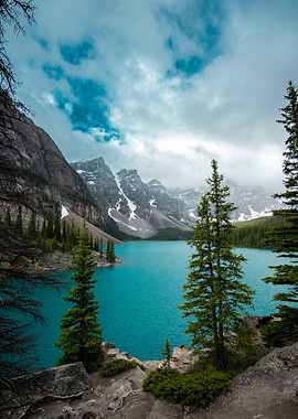 Moraine Lake Trees