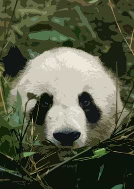 Panda Bear