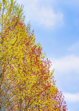 Summer Trees on a Blue sky
