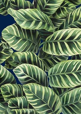 Calathea Leaves 7