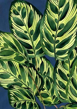 Calathea plant 5