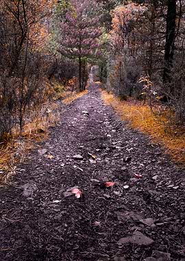 A track through the forest