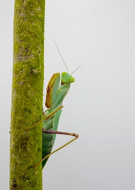 Sphodromantis Gastrica