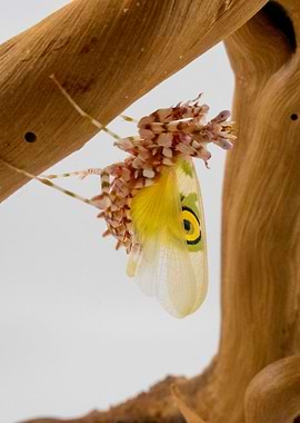 Pseudocreobotra walberghii