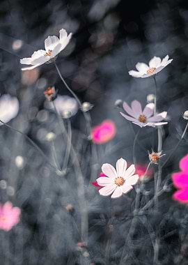 Summer meadow with flowers