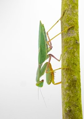 Sphodromantis Gastrica