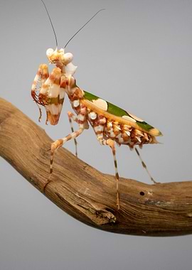 Chlinodoptera lestonii