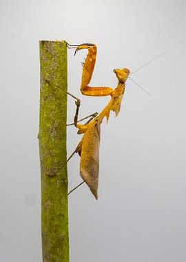 Deroplatys desiccata