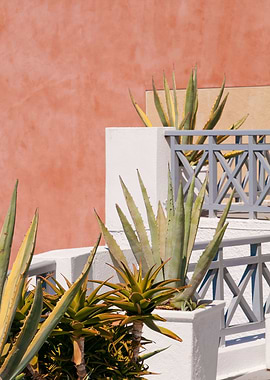 Santorini Agave Dream 1