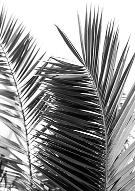 Santorini Palm Leaves 2