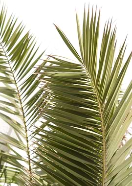 Santorini Palm Leaves 1