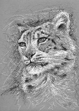 snowleopard in scribble