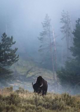 Lone Bison