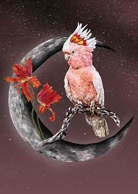 Major Mitchells cockatoo