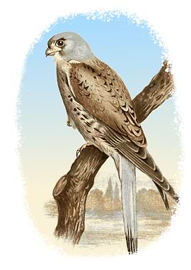 Kestrel Illustration
