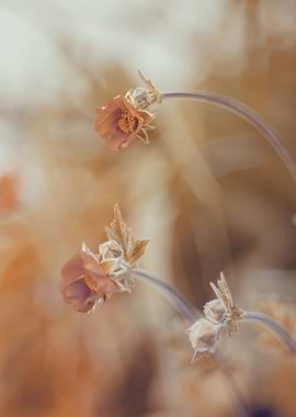 Orange summer flowers