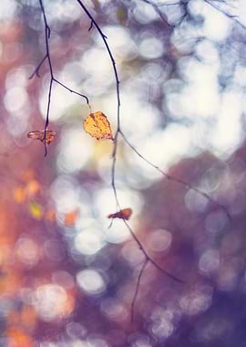 Autumn leaves, forest,tree