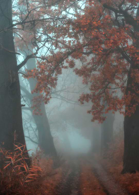 Autumn path among trees